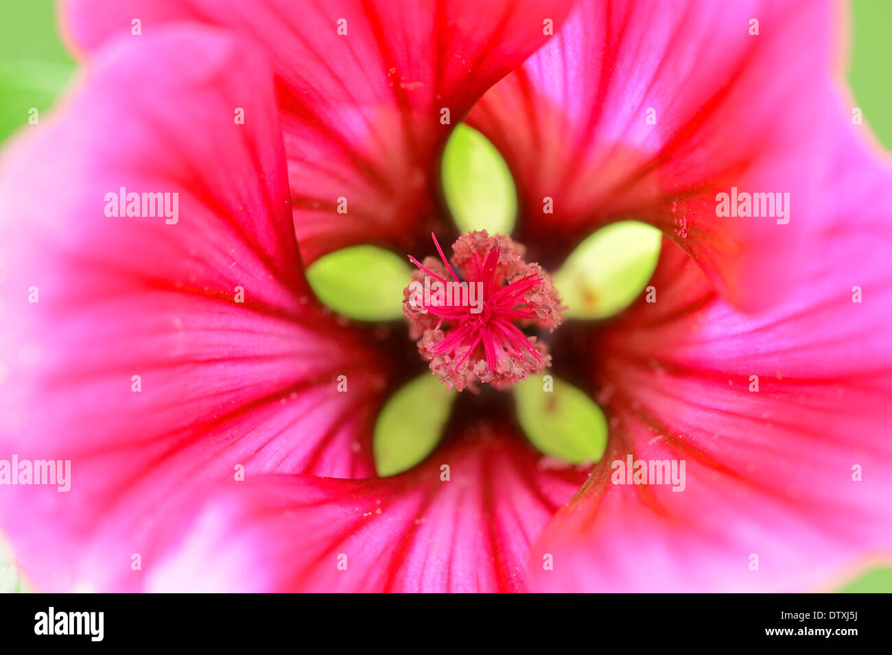 Annual Mallow Stock Photo