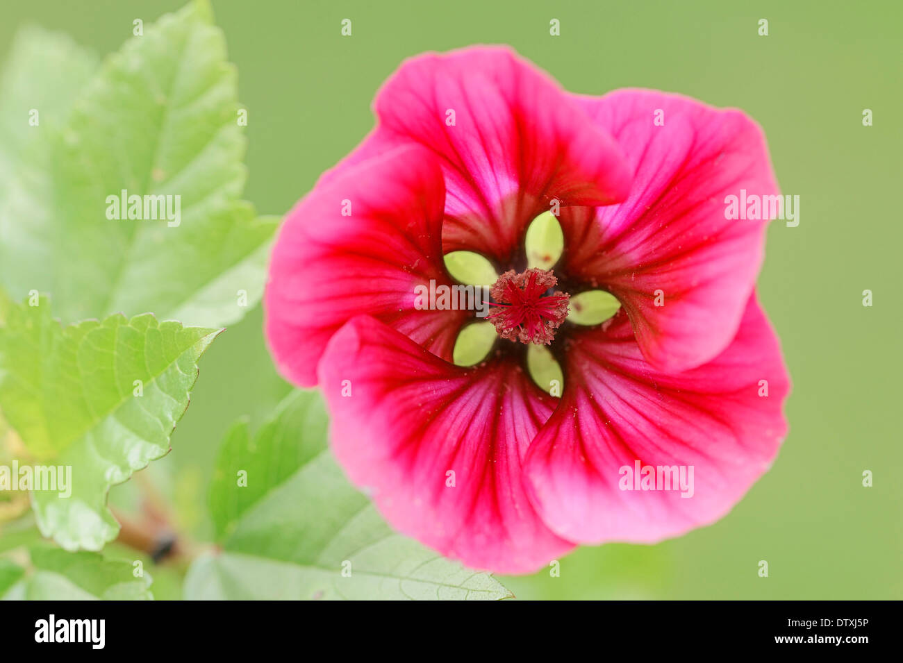 Annual Mallow Stock Photo