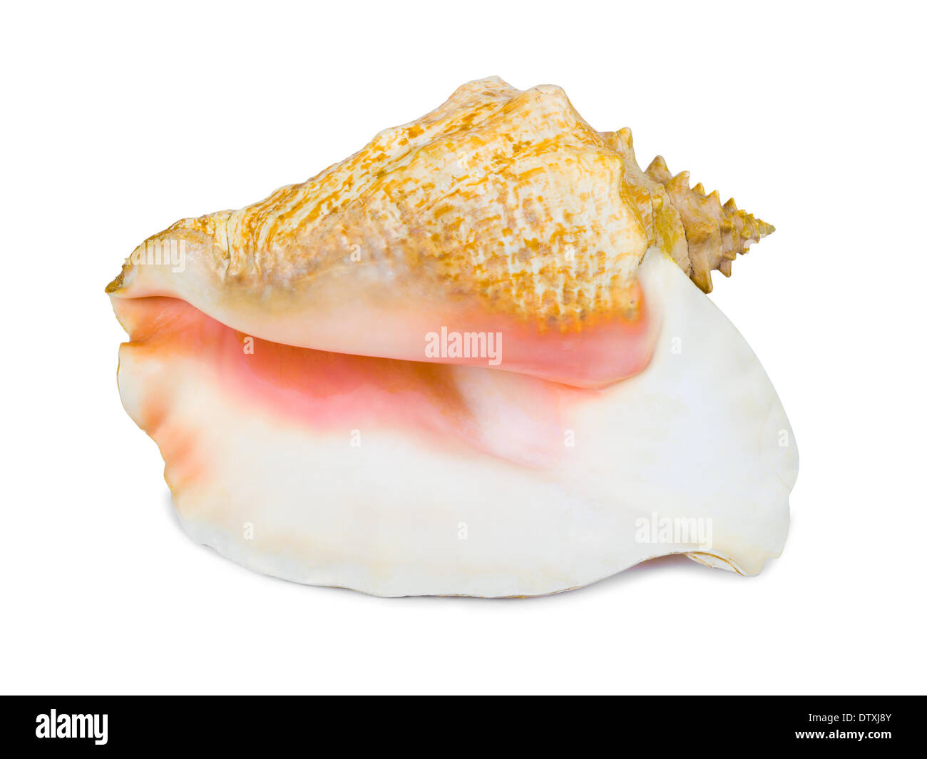 Big conch Stock Photo