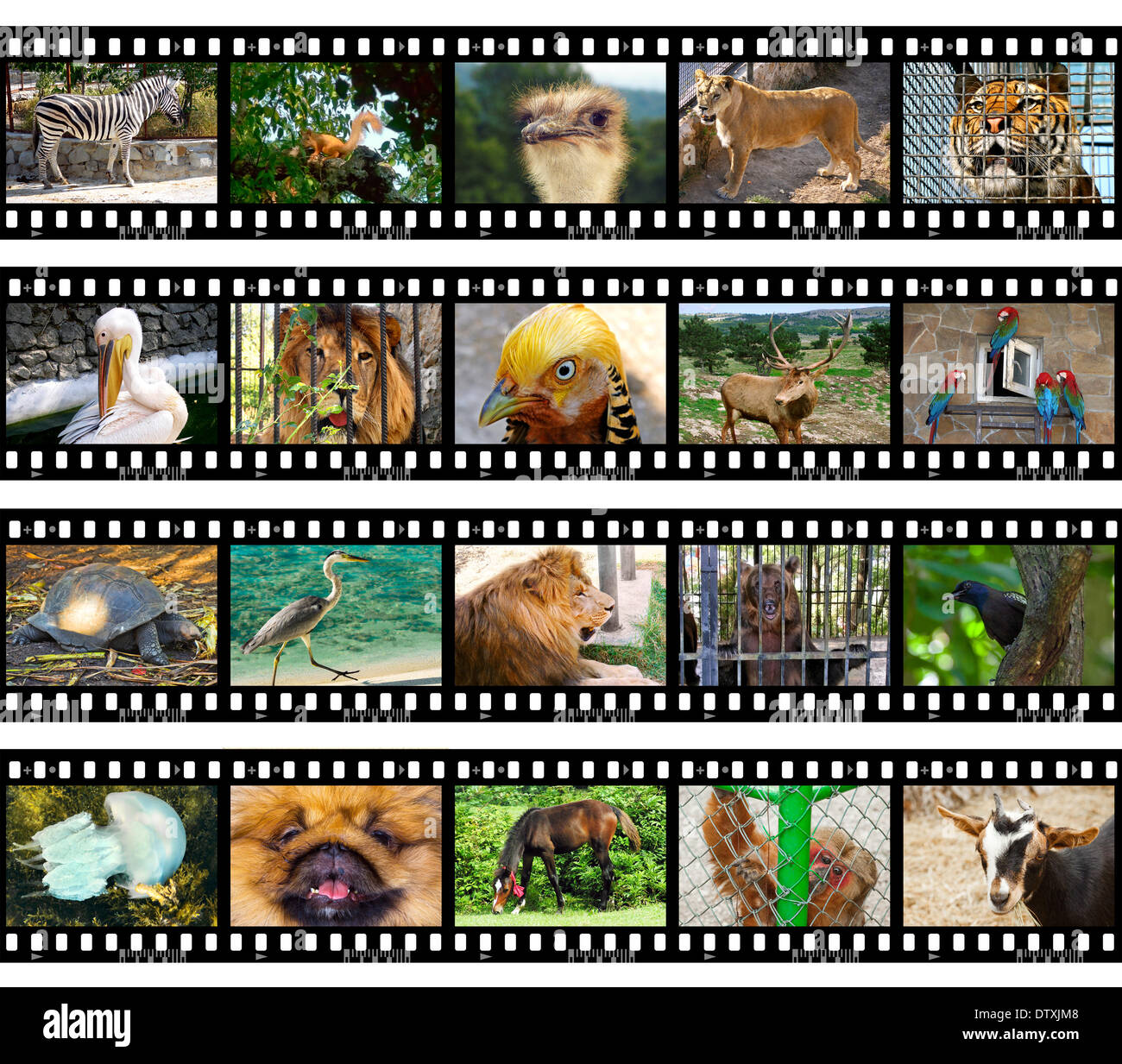 Animals in frames of film Stock Photo