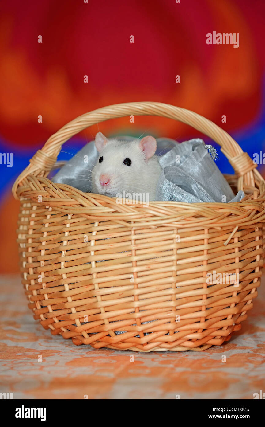 Domestic Rat Stock Photo