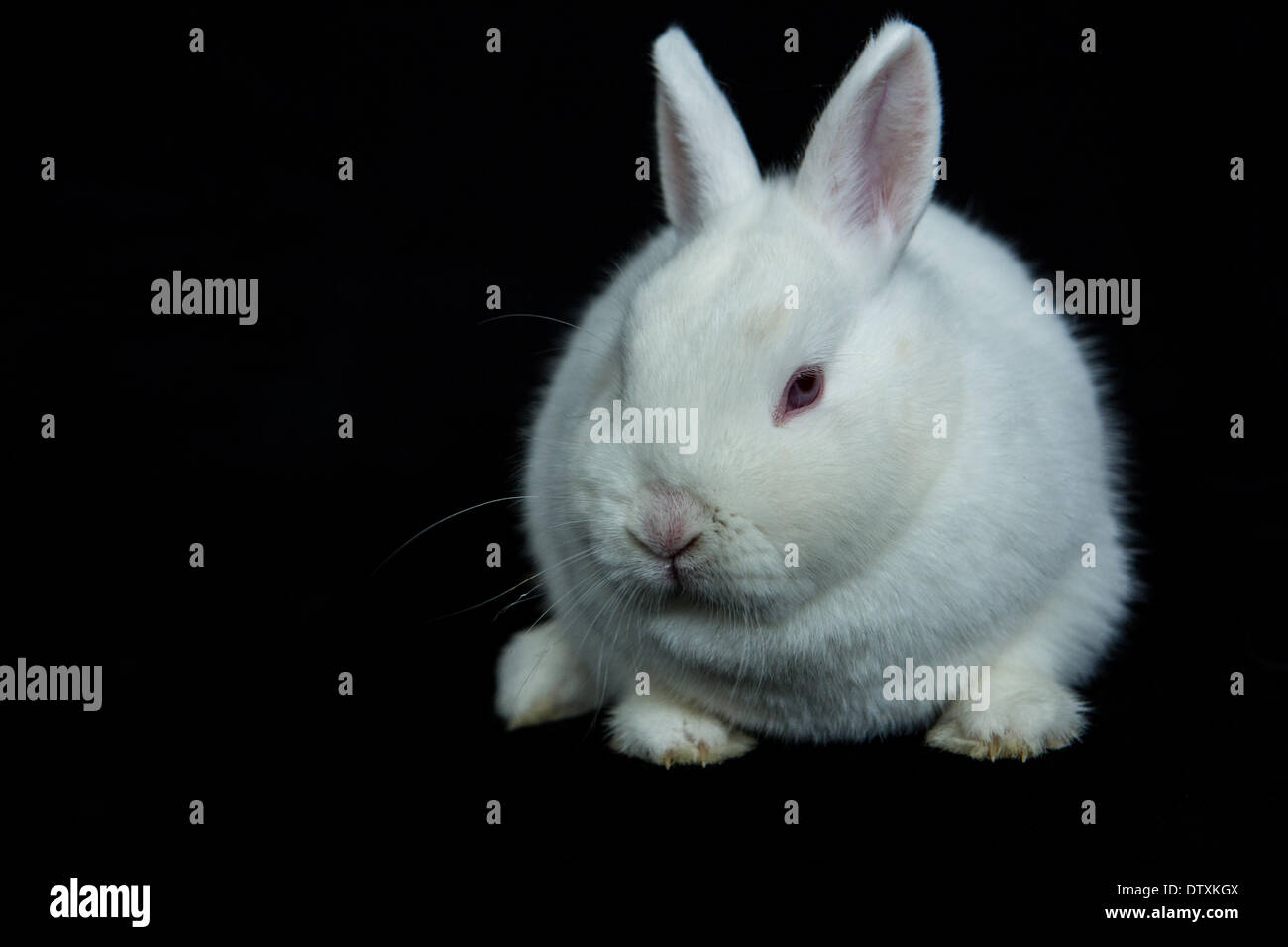 Pet vienna white rabbit Stock Photo