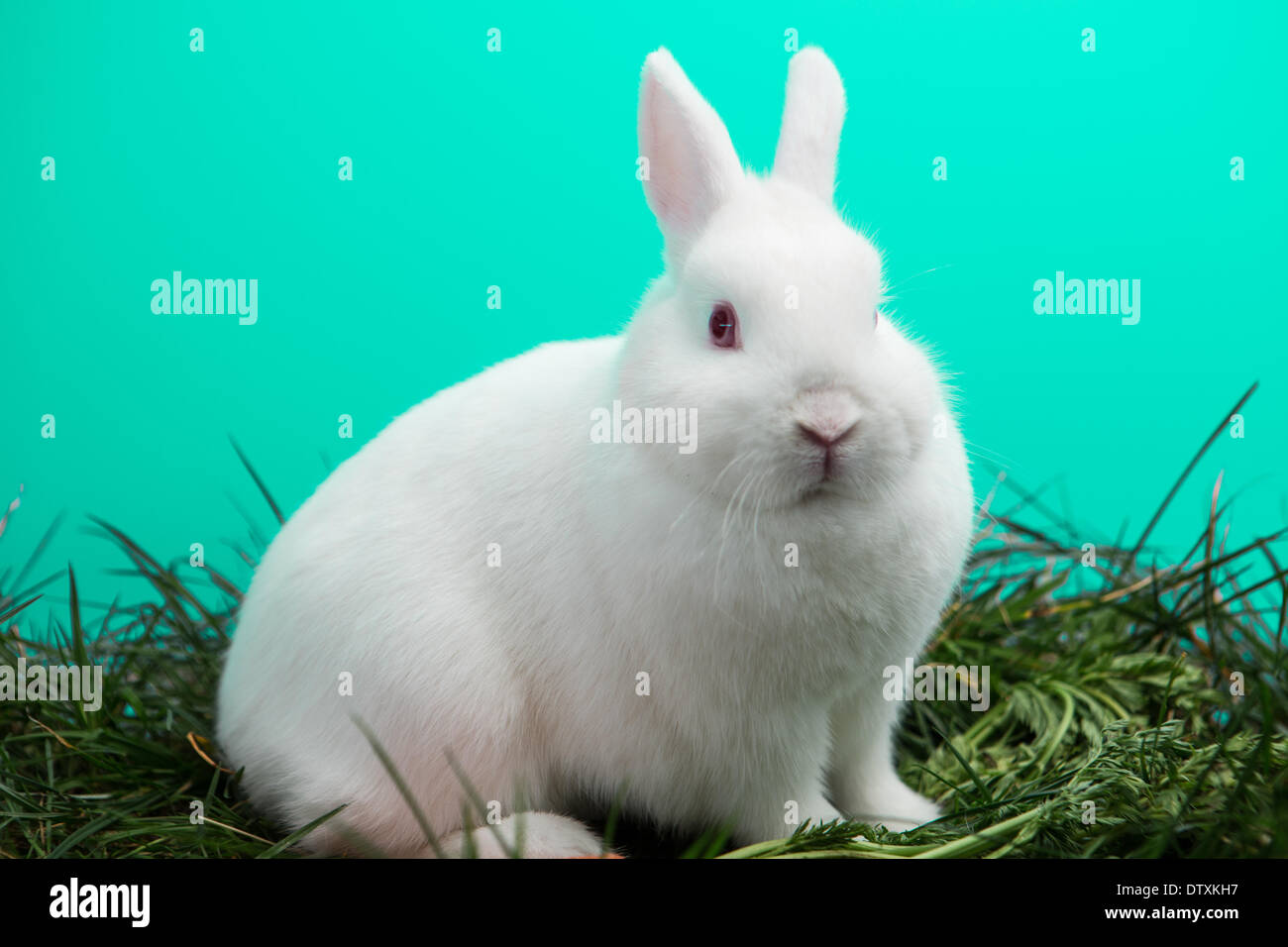 White Colored Rabbit Fluffy white bunny rabbit Stock Photo - Alamy