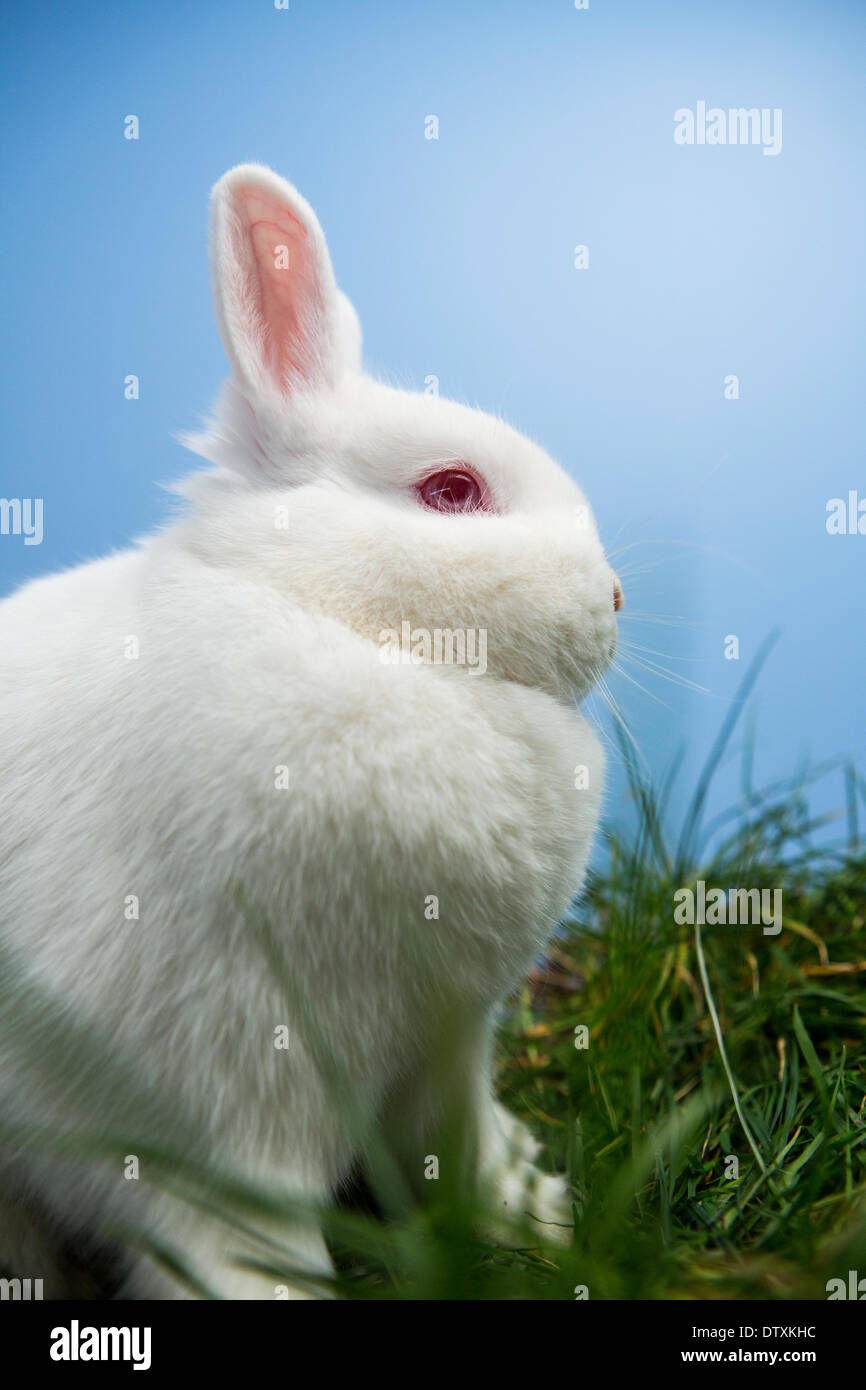 White fluffy rabbit sitting on grass Stock Photo - Alamy