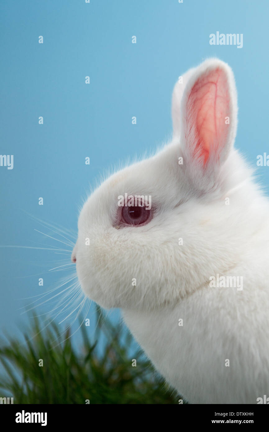 White rabbit pink eyes hires stock photography and images Alamy