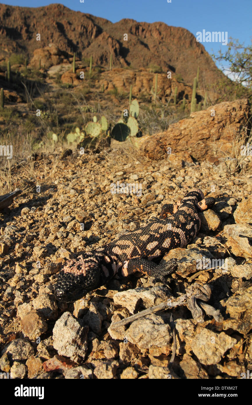 camouflaged Gila monster in sonoran desert Arizona Stock Photo Alamy
