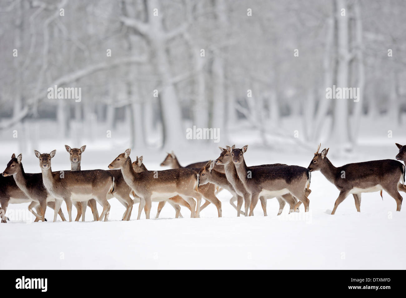 Fallow Deer Stock Photo
