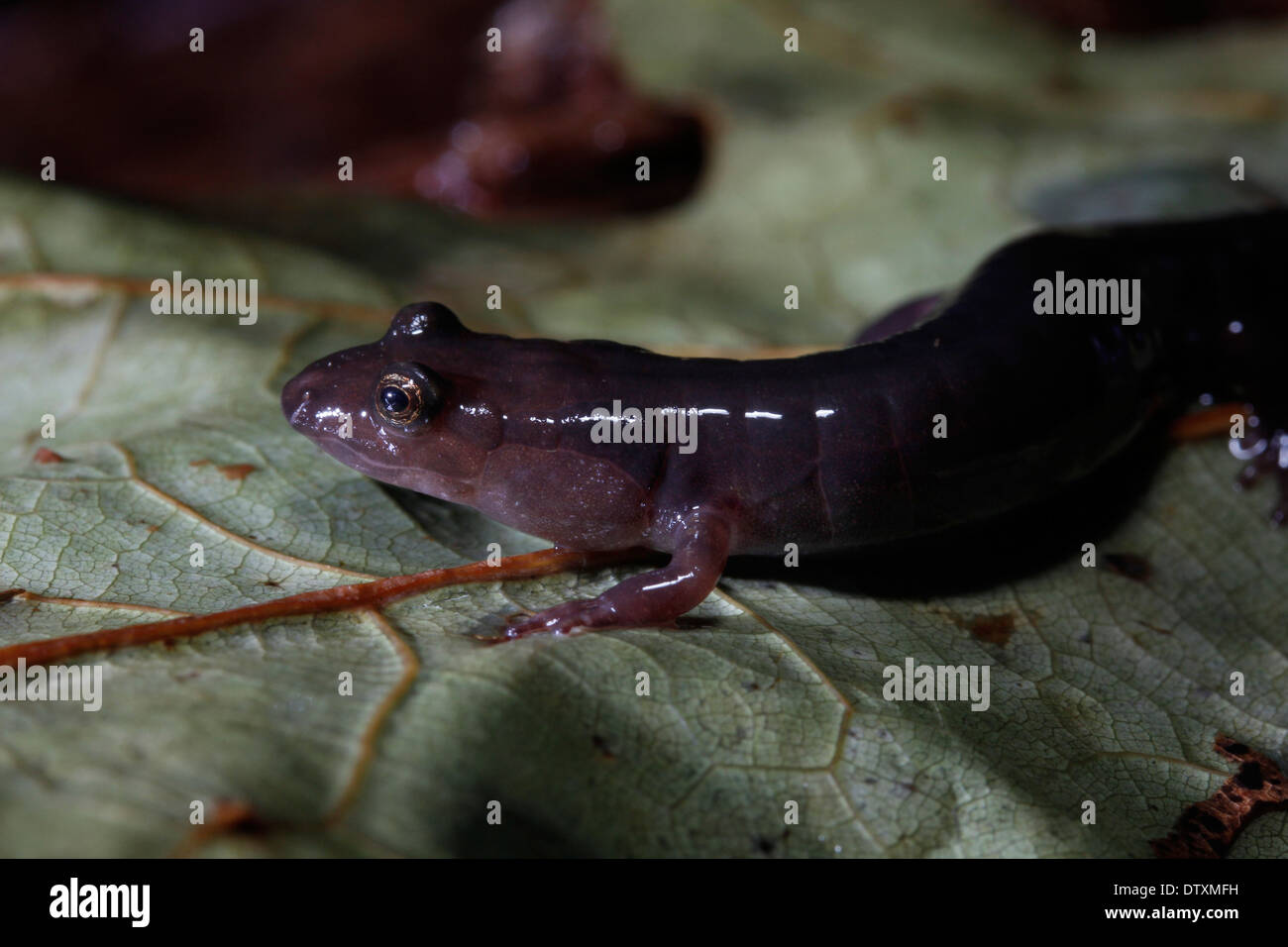 Imitator Salamander Smokey Mountains Tennessee Stock Photo