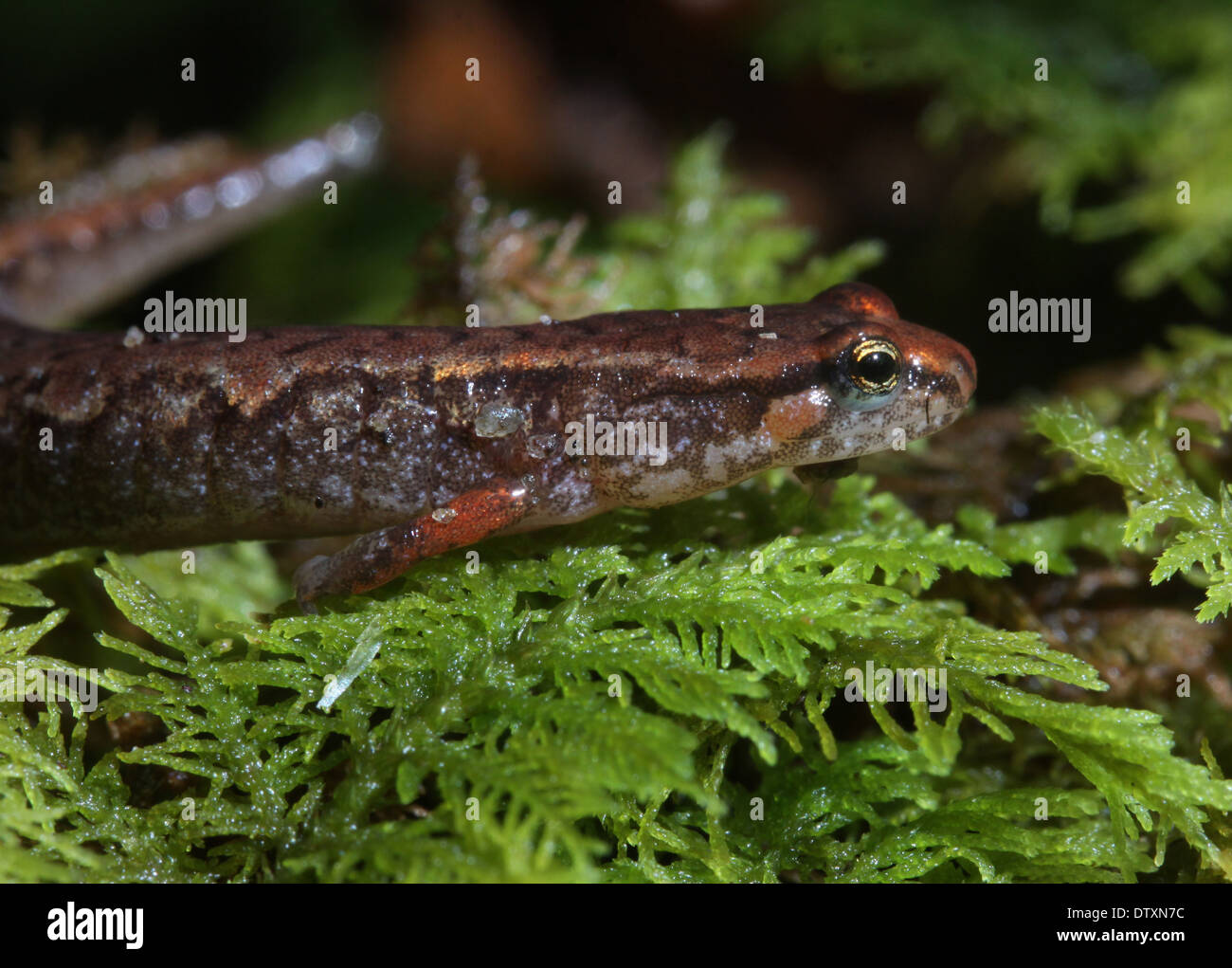 Pigmy Salamander Smokey Mountains Tennessee Stock Photo