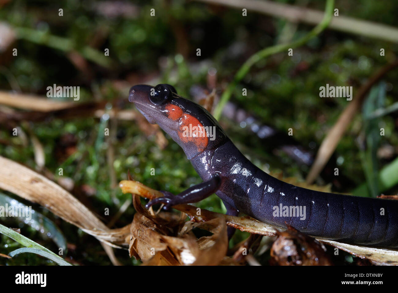 red cheaked or Jordan’s Salamander Smoky Mountains Tennessee Stock Photo