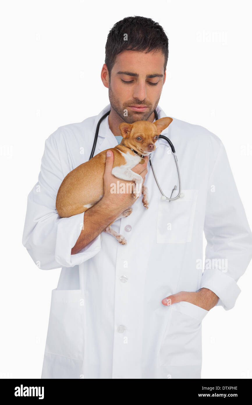 Worried vet holding chihuahua Stock Photo