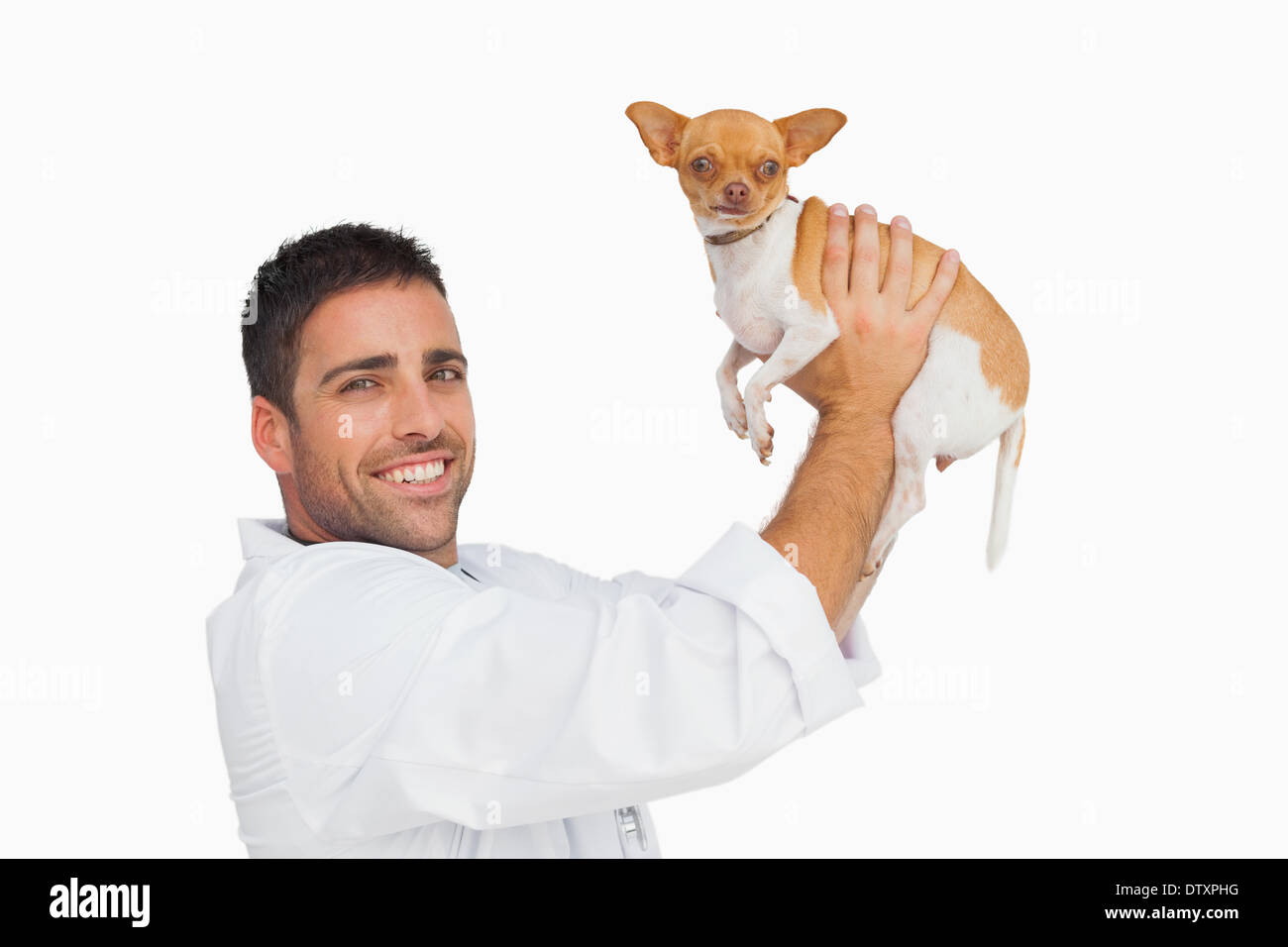 Happy vet lifting up chihuahua Stock Photo