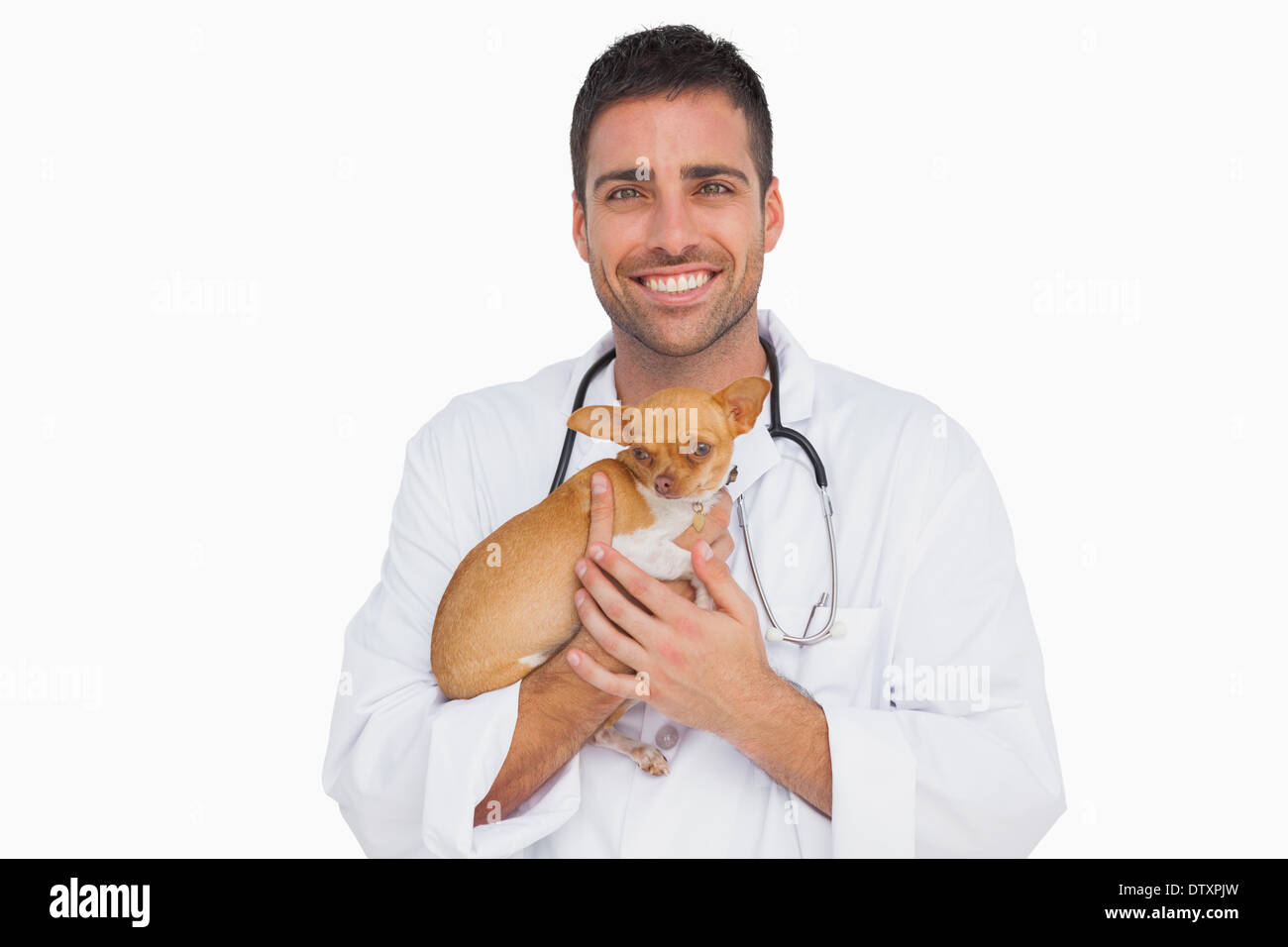 Happy vet holding chihuahua Stock Photo
