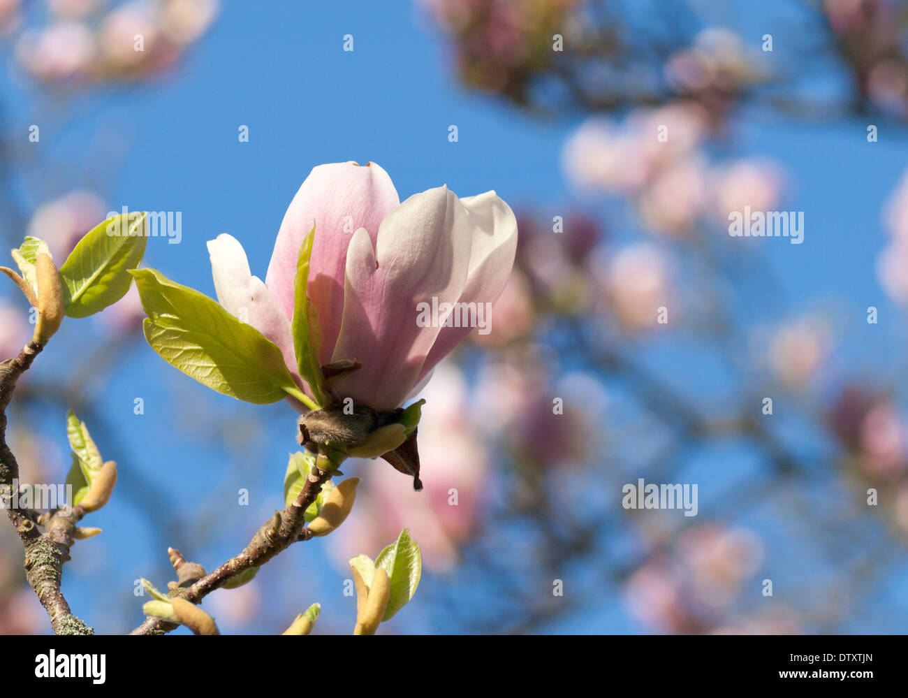A magnolia blossom from the signature magnolia trees outside of the Main University Building at Lund University in Lund, Sweden. Stock Photo