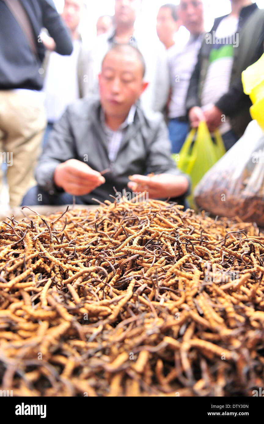 Lhasa, China's Tibet Autonomous Region. 17th July, 2013. Customers purchase caterpillar fungi, also called winter worm summer herb, at a caterpillar fungus market in Lhasa, capital of southwest China's Tibet Autonomous Region, July 17, 2013. Caterpillar fungus, a parasitic fungus that sprouts from the corpses of ghost moth larva, can sell for about 10 US dollars for a 1-centimeter-diameter piece. In 2013, the yield of caterpillar fungi in Tibet increased by 50 percent year on year to 53,700.65 kilograms, according to the local Agriculture and Pastoral Office. © Liu Kun/Xinhua/Alamy Live News Stock Photo