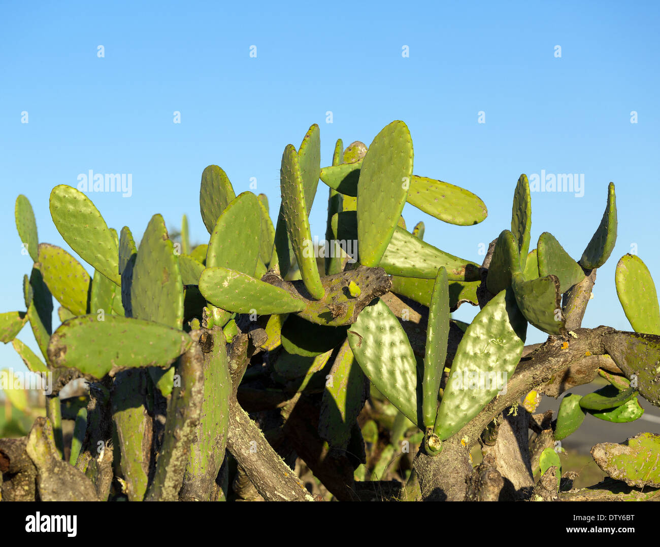 Chumbera Nopal Cactus Plant on Blue Sky background Stock Photo