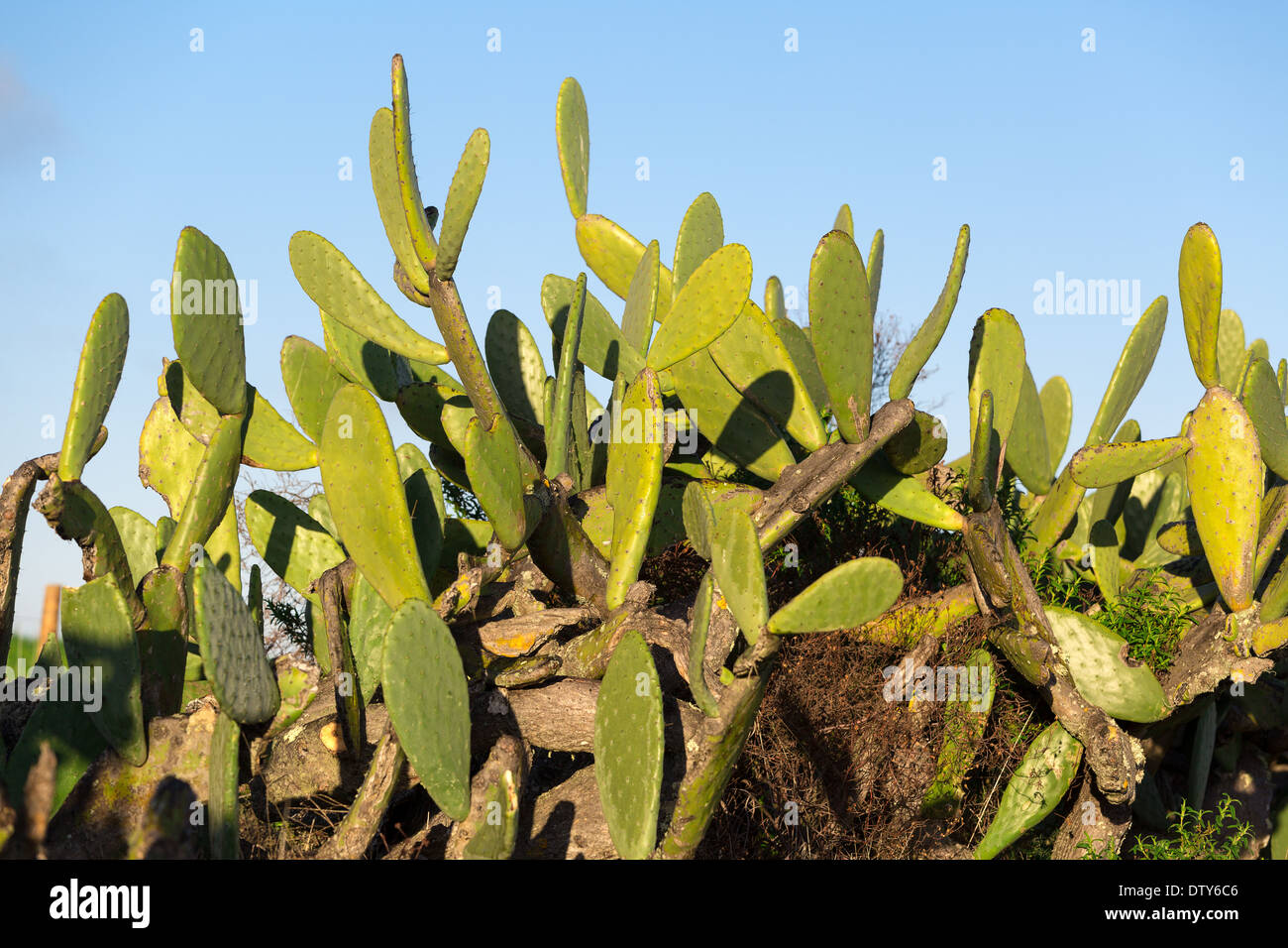 Chumbera Nopal Cactus Plant on Blue Sky background Stock Photo
