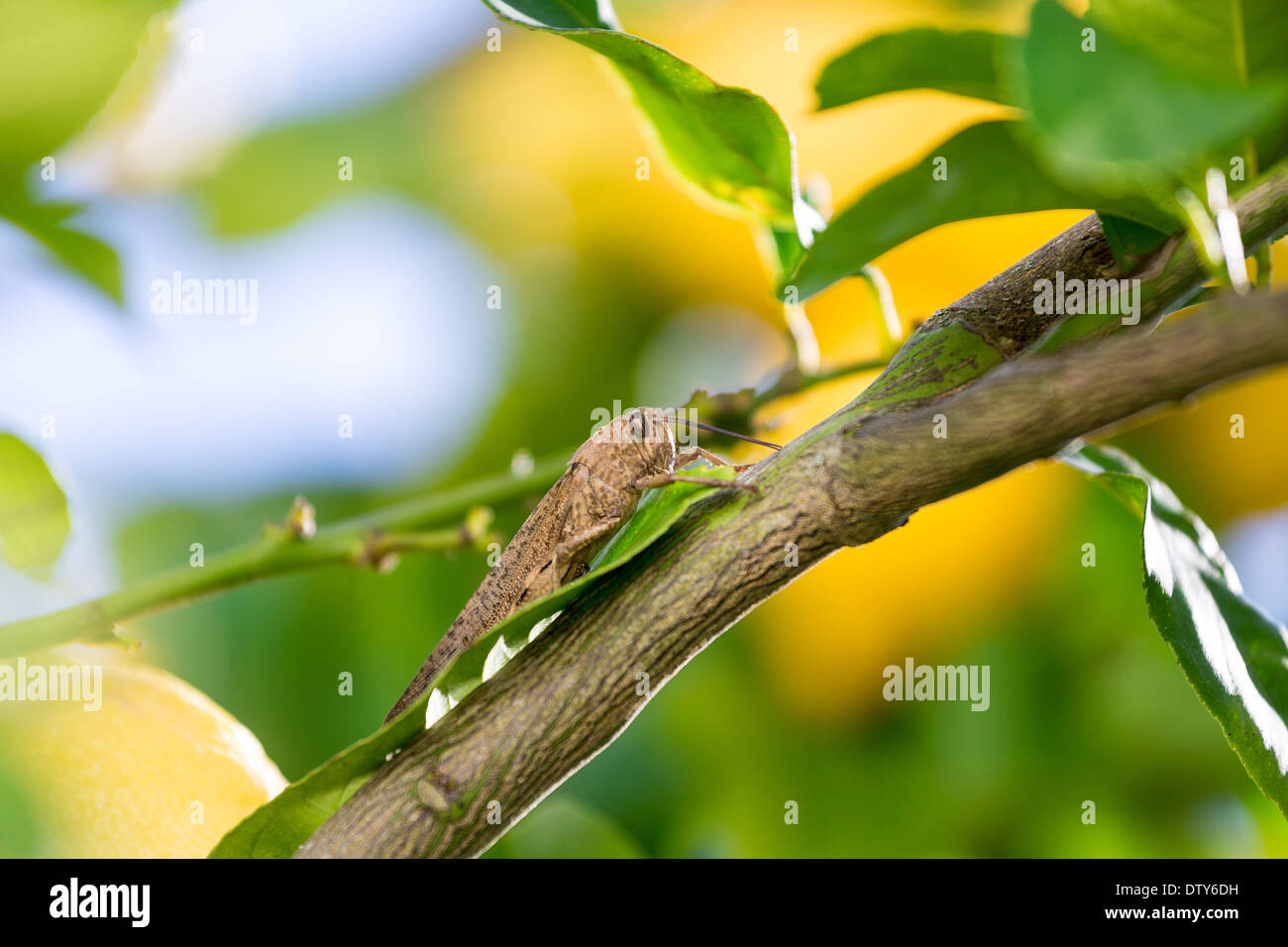 Locust sits on a Branch of Lemon Tree, closeup Stock Photo