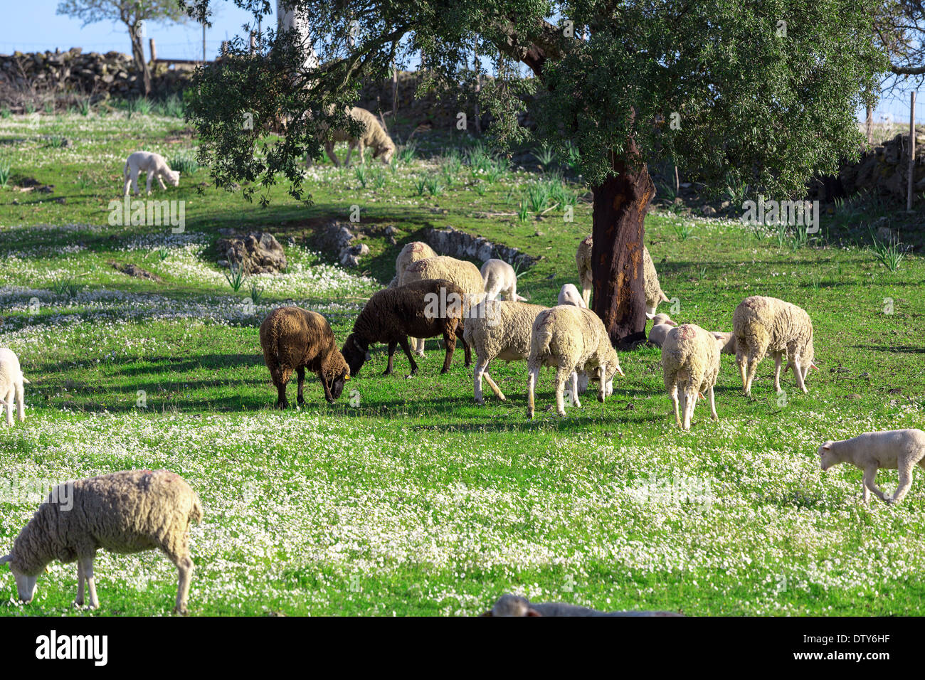 White sheeps hi-res stock photography and images - Alamy