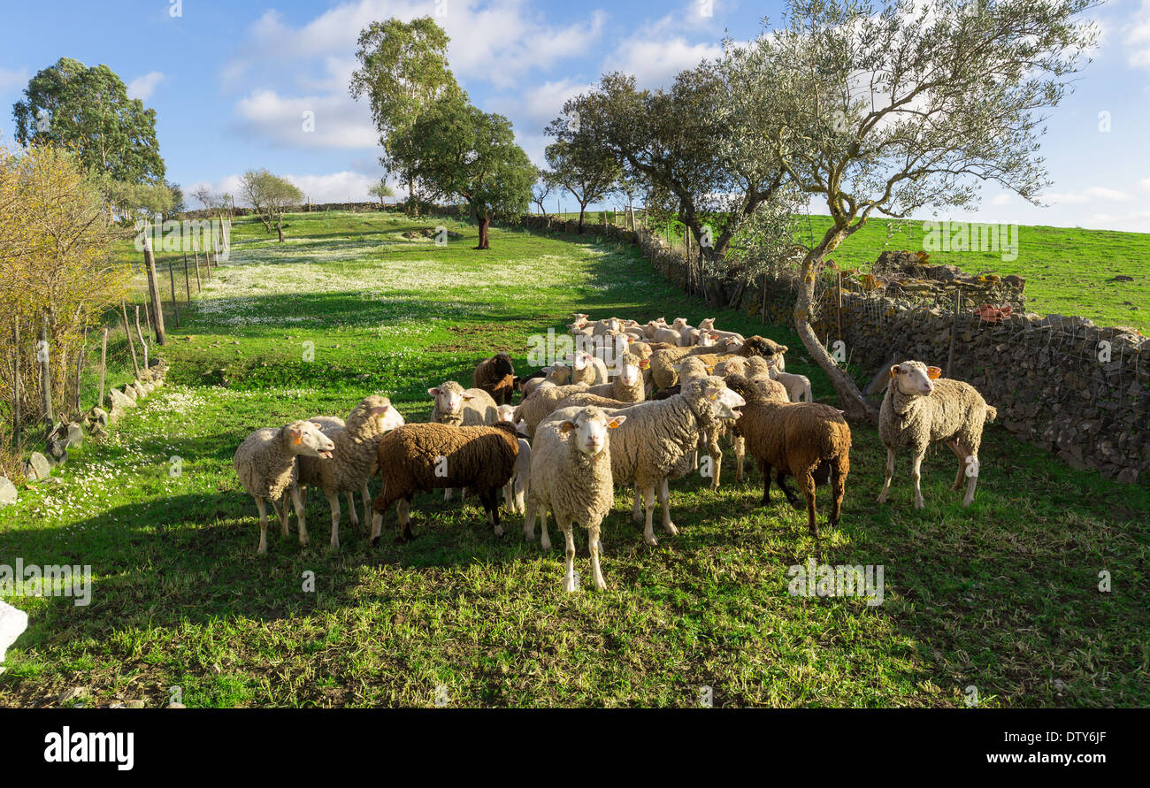 White sheeps hi-res stock photography and images - Alamy