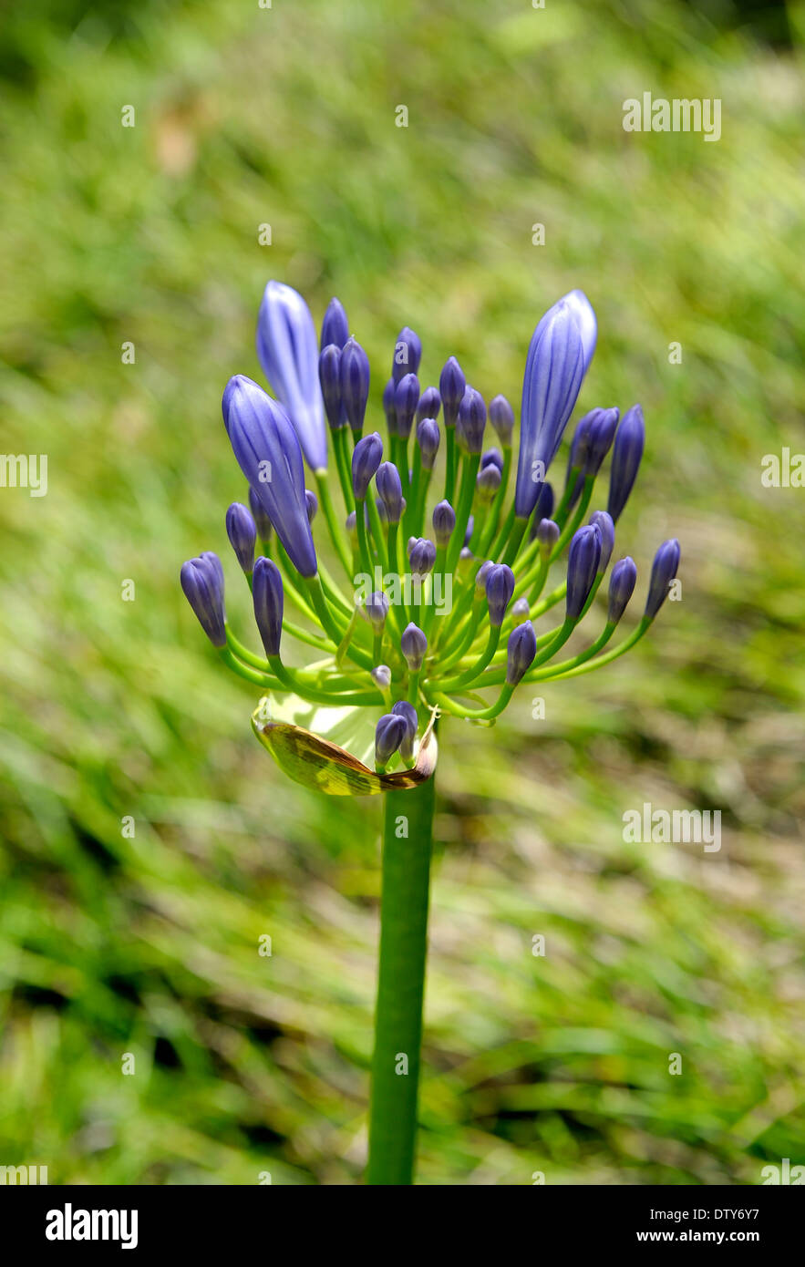 African Lily Agapanthus Stock Photo