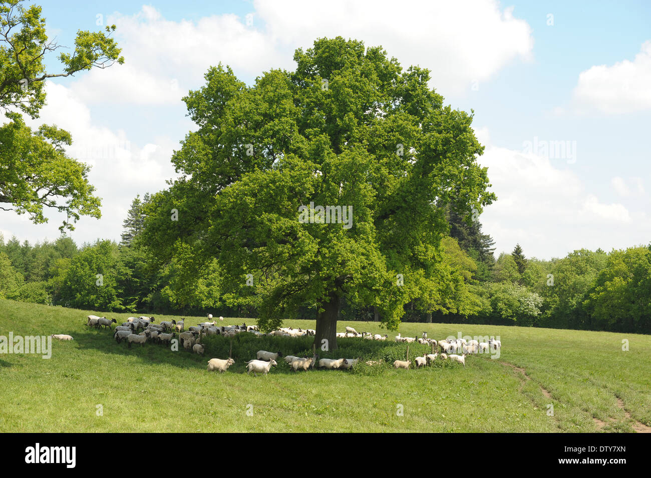 Sheep around tree in a field in Welsh countryside Stock Photo
