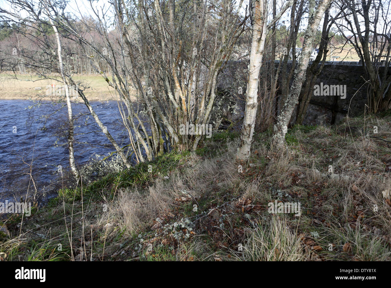View from the Speyside way - Section Grantown-on-Spey to Boat of Garten -  Speyside - Scotland - UK Stock Photo