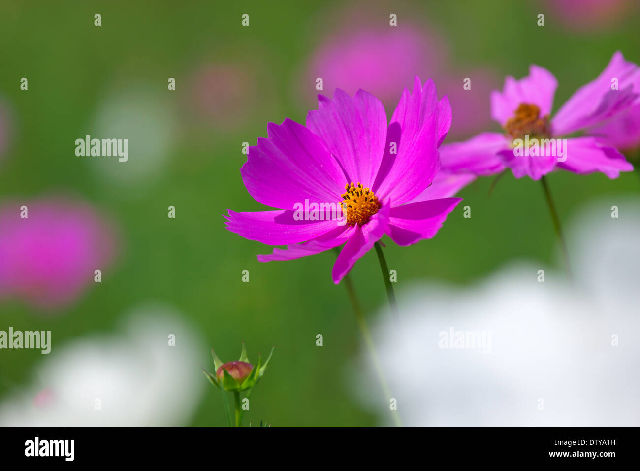 Soft focus beautiful cosmos hi-res stock photography and images - Alamy