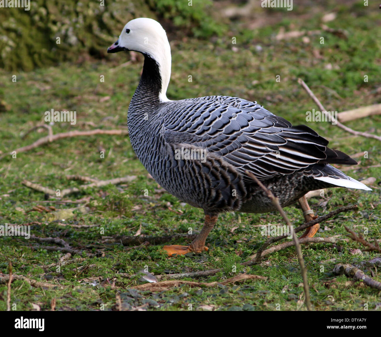 Emperor Goose (Chen canagica) Stock Photo