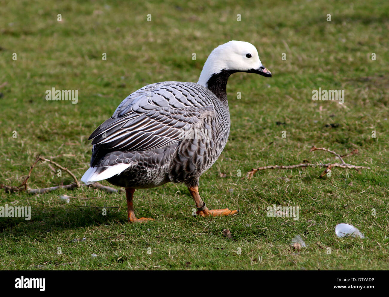 Emperor goose hi-res stock photography and images - Alamy