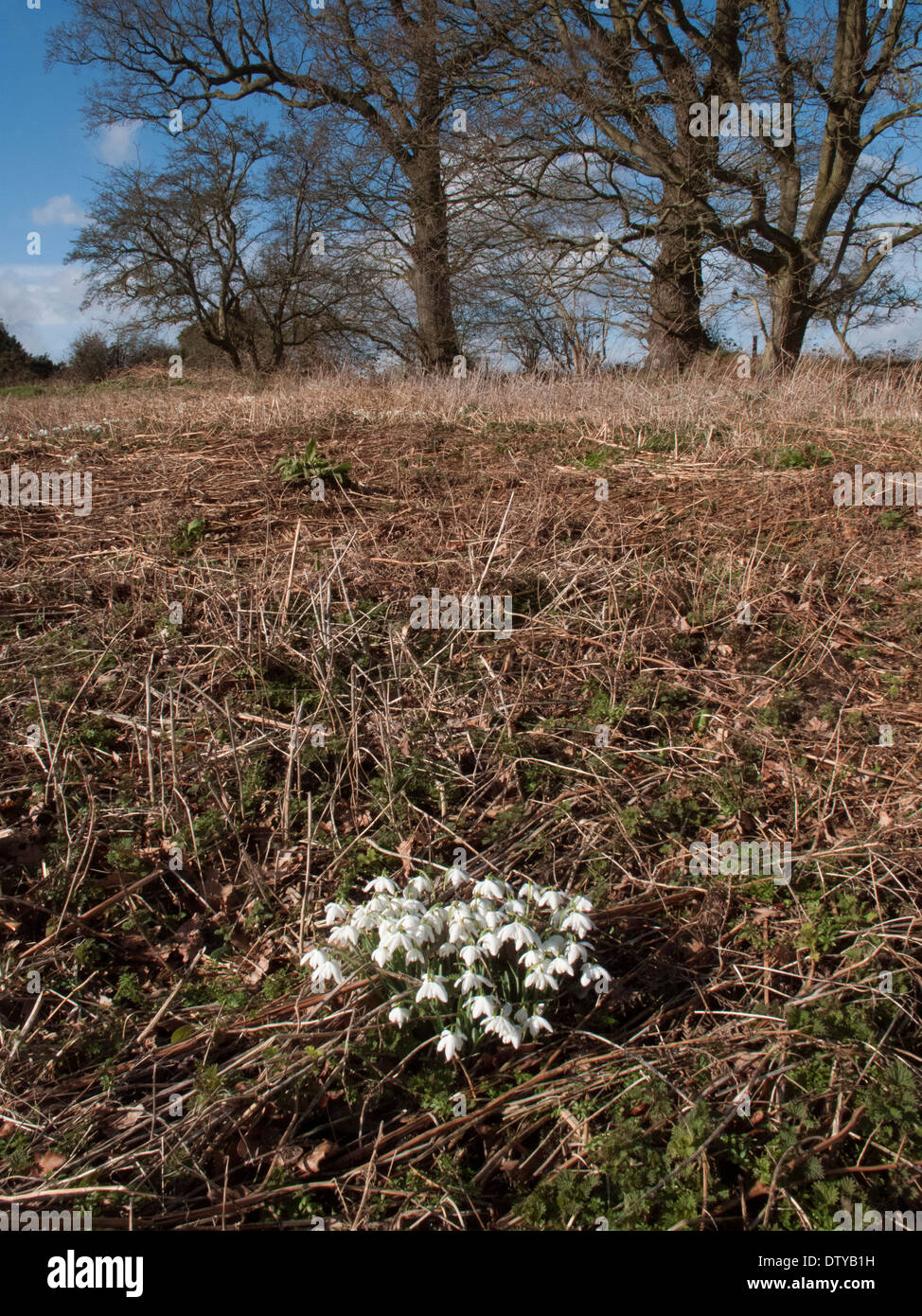 Snowdrops Amaryllidaceace Galanthus on Abel Heath Norfolk Stock Photo