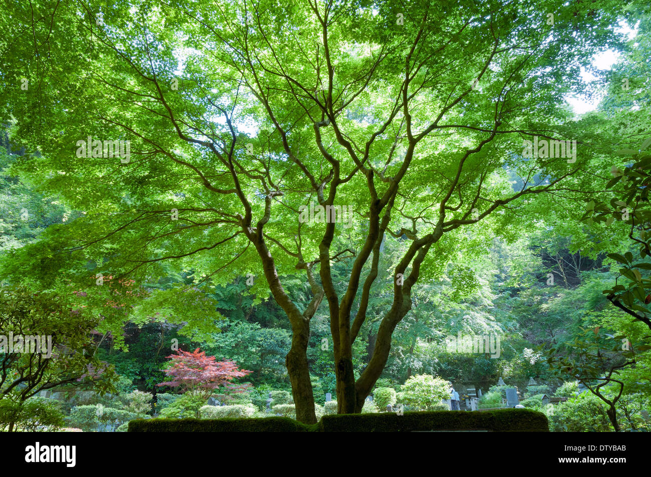Spreading japanese maple hires stock photography and images Alamy