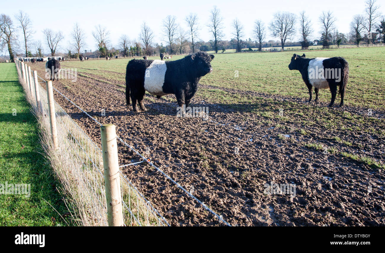 Rare breed belted galloway beef cattle herd at lux farm hires stock