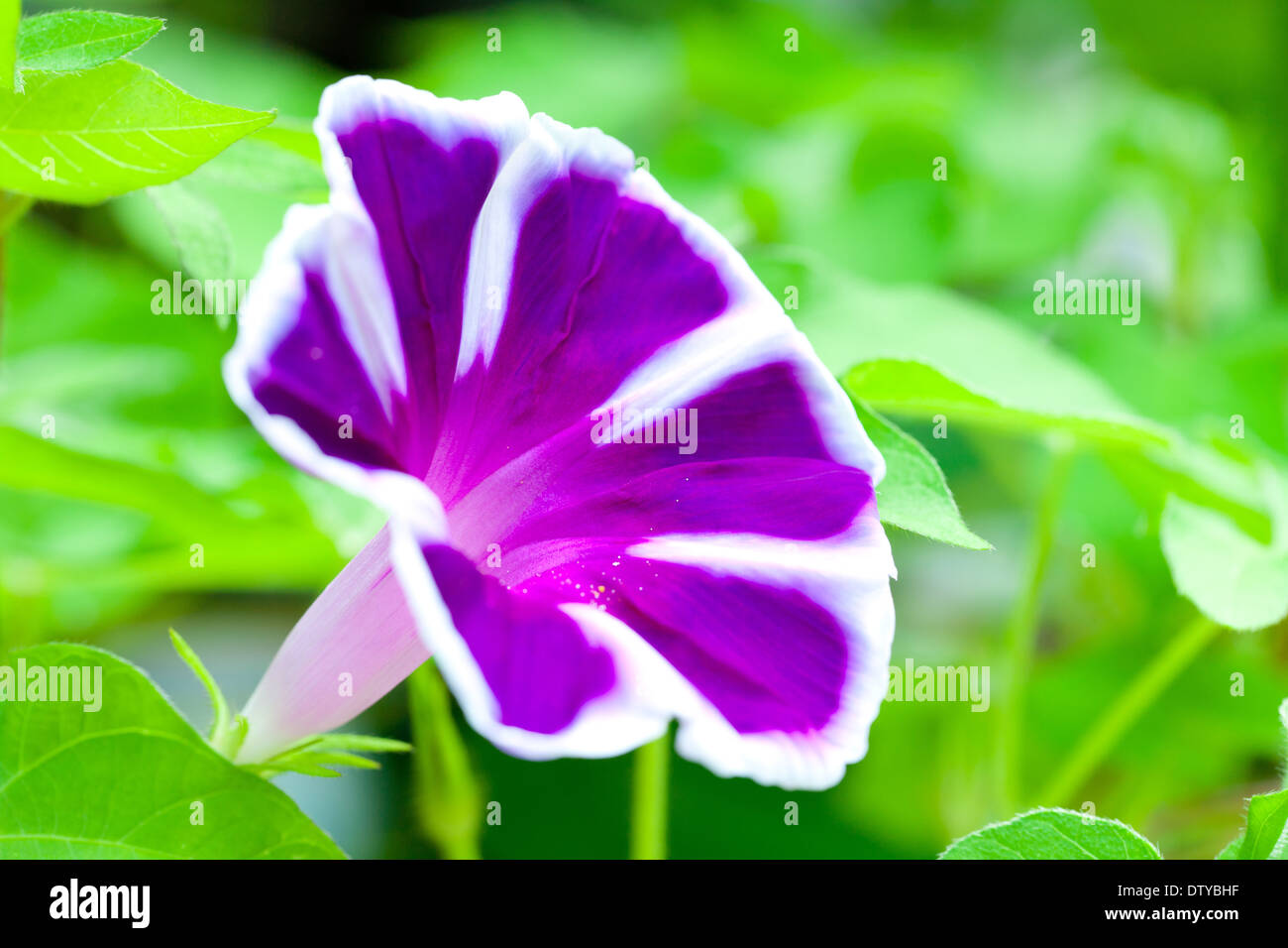 Semi Di Japanese Morning Glory Europa &ndash; 6 Quantit&agrave; &ndash; Raccogliati A Mano Nel 2023