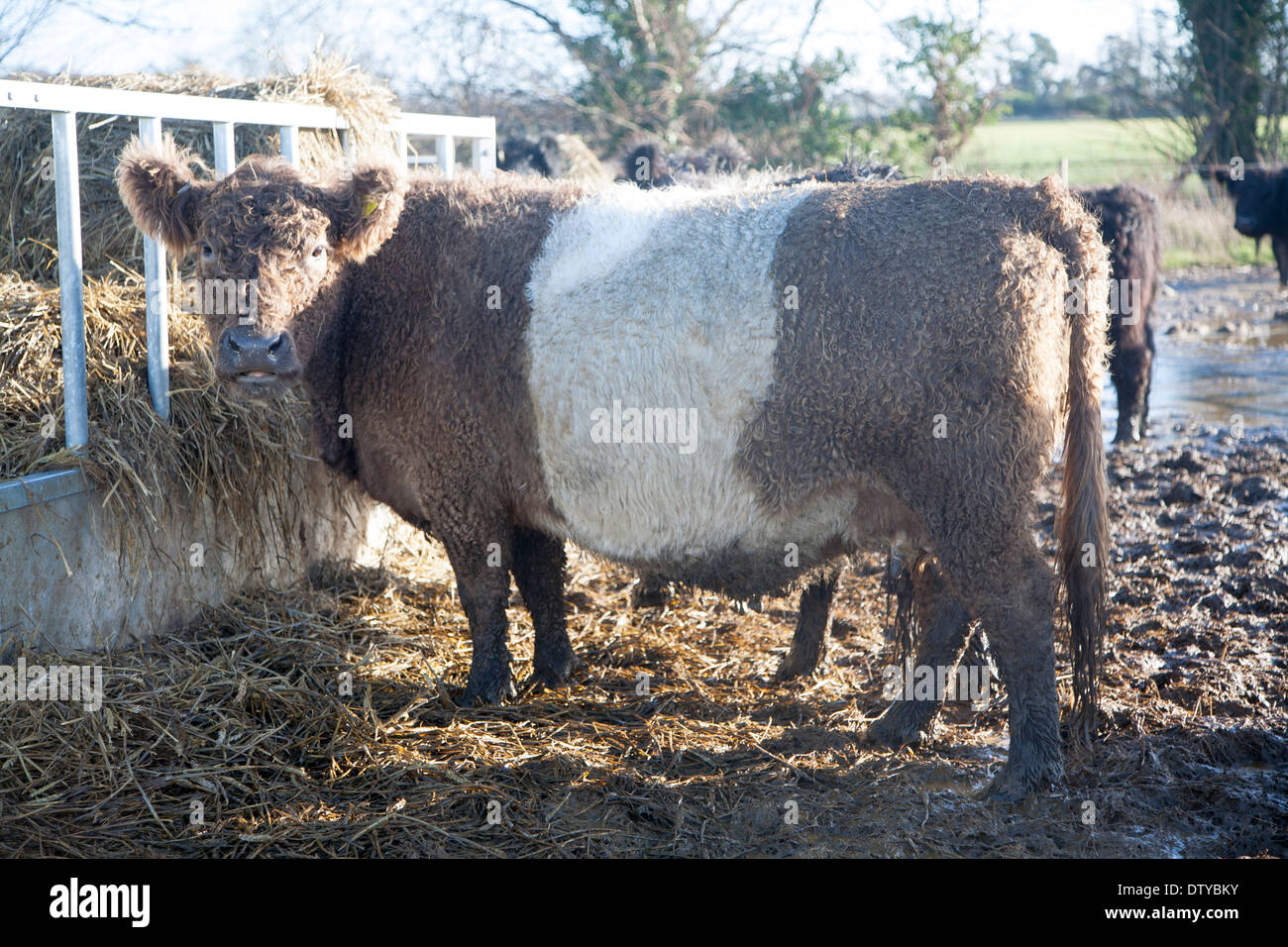Rare breed belted galloway beef cattle herd at lux farm hires stock