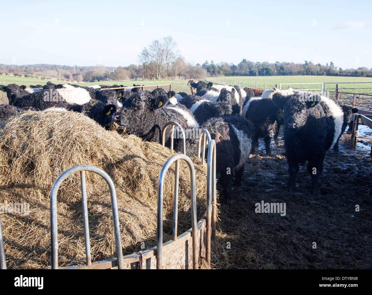 Rare breed Belted Galloway beef cattle herd at Lux farm, Kesgrave