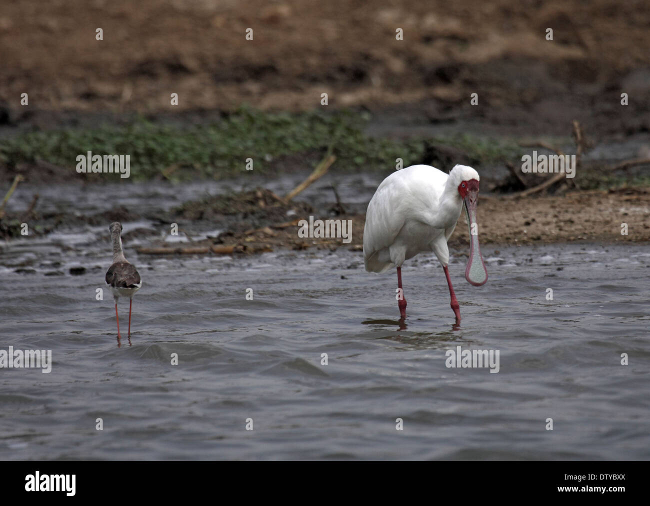 African spoonbill at lake edge in Uganda Stock Photo - Alamy