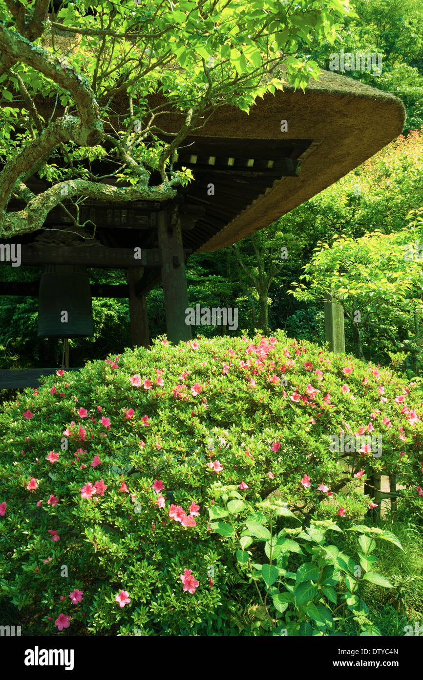 Azalea bush hires stock photography and images Alamy