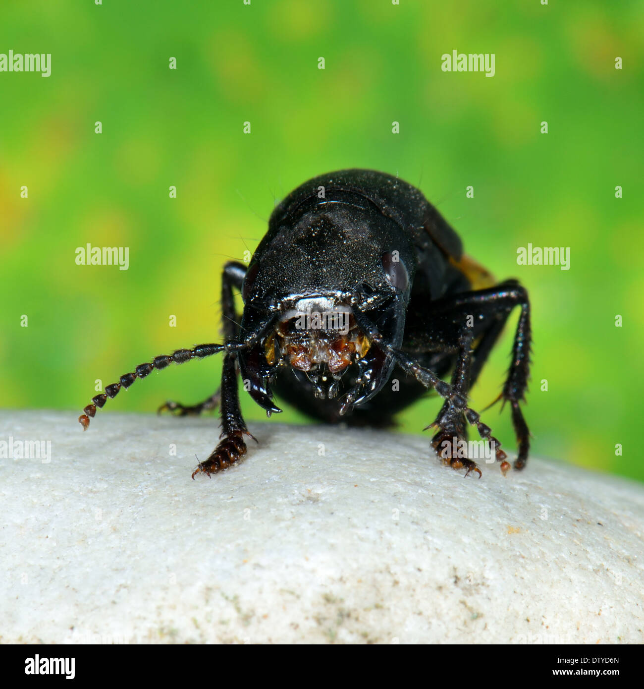 Close up of a Devil's coach horse beetle,Staphylinus olens Stock Photo
