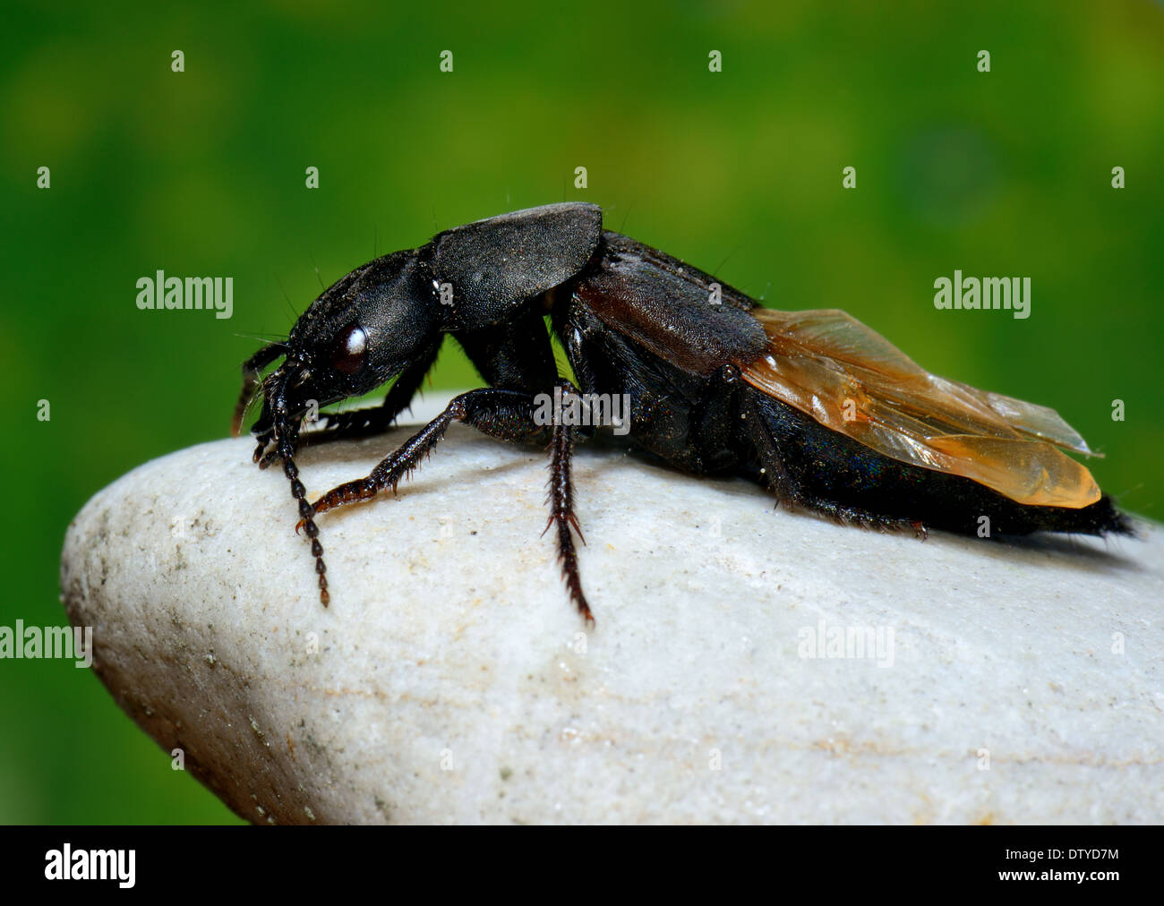Close up of a Devil's coach horse beetle,Staphylinus olens Stock Photo -  Alamy