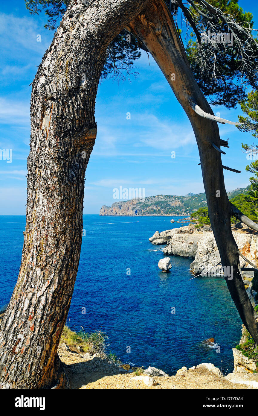 Tree at the coast near the village and beach of Deia, Sierra de Tramuntana, Mallorca island, Balear, Spain, Europe Stock Photo
