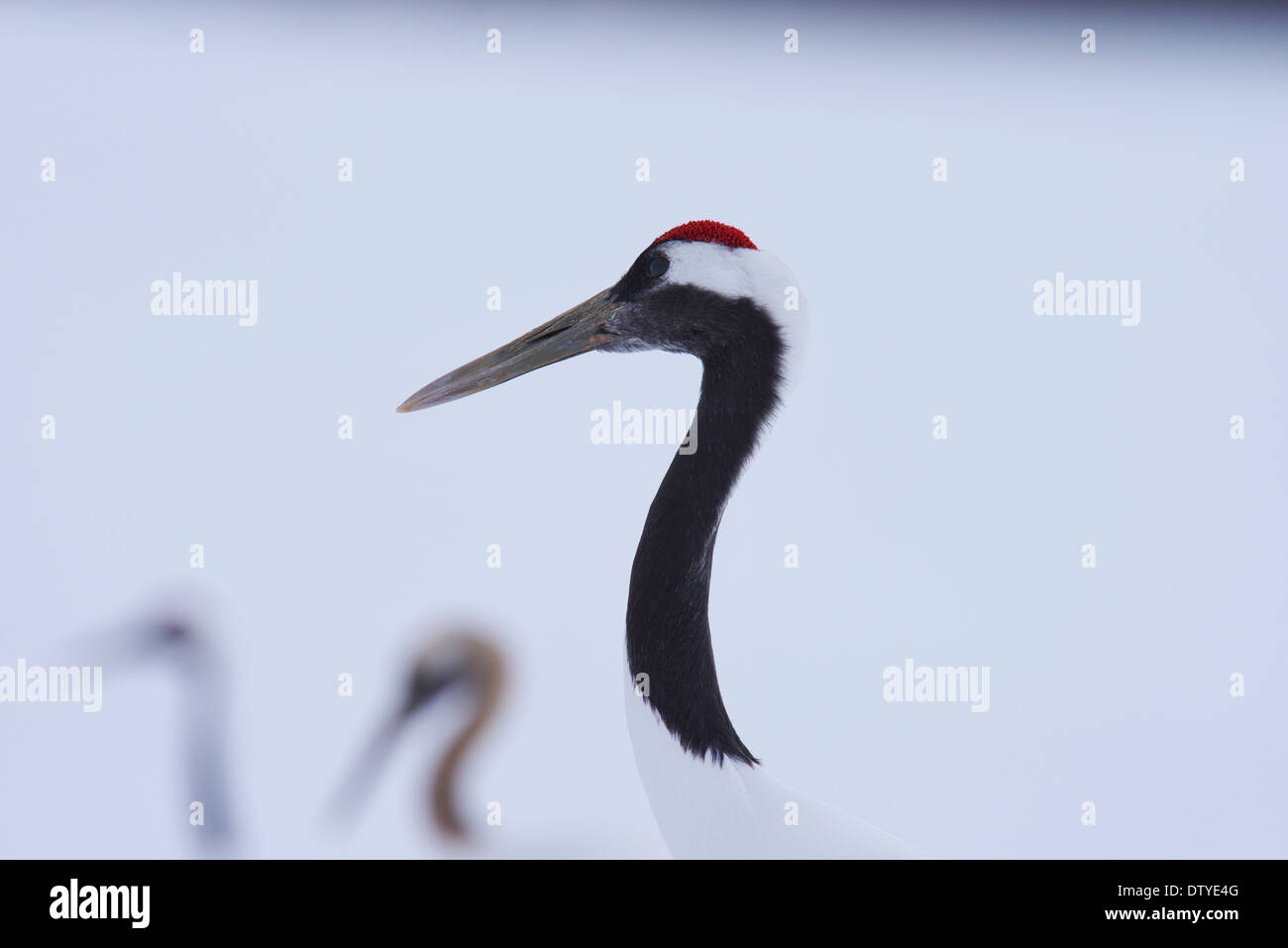 Japanese cranes, Hokkaido Stock Photo - Alamy