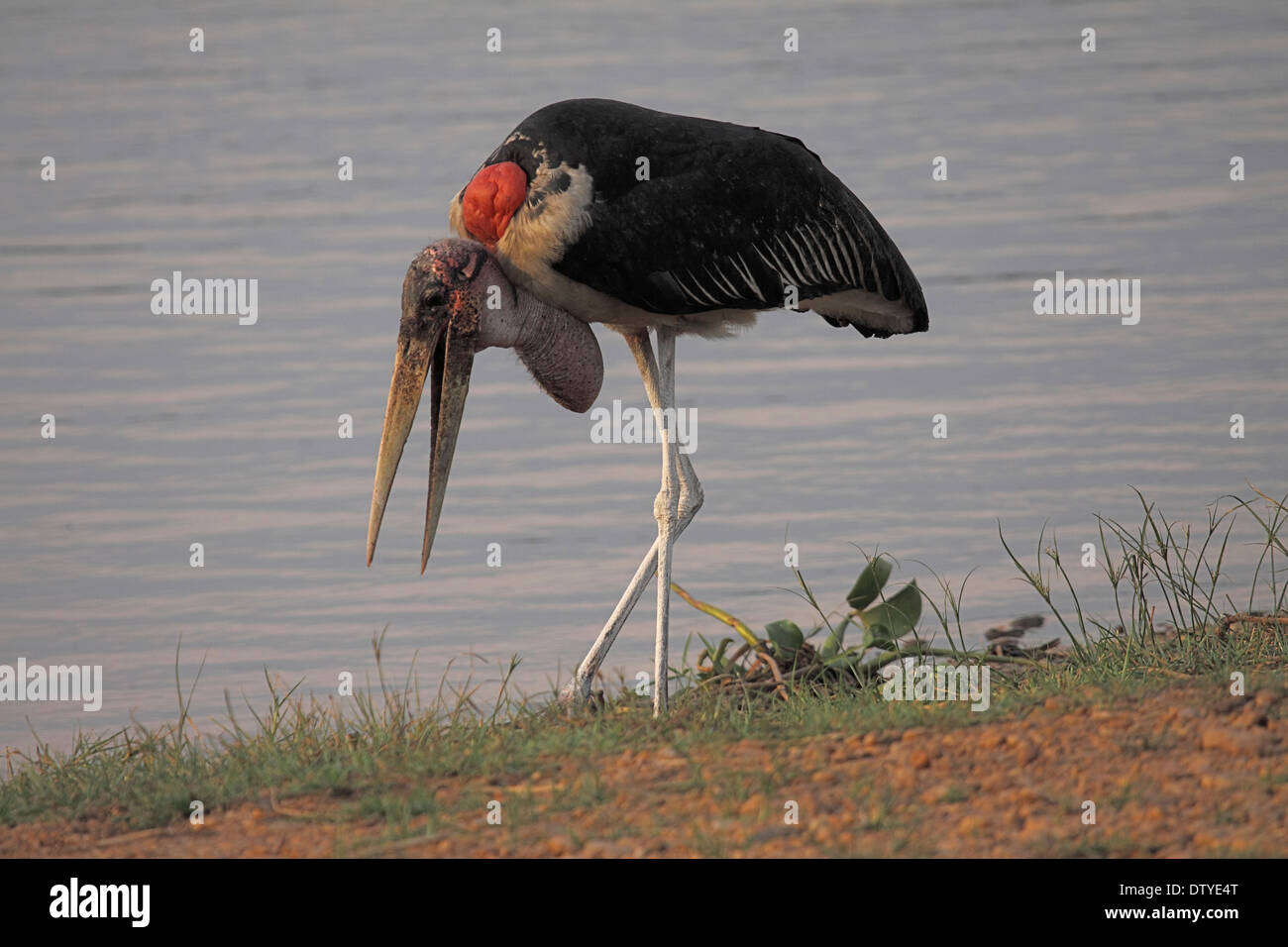 Inflated pouch hi-res stock photography and images - Alamy