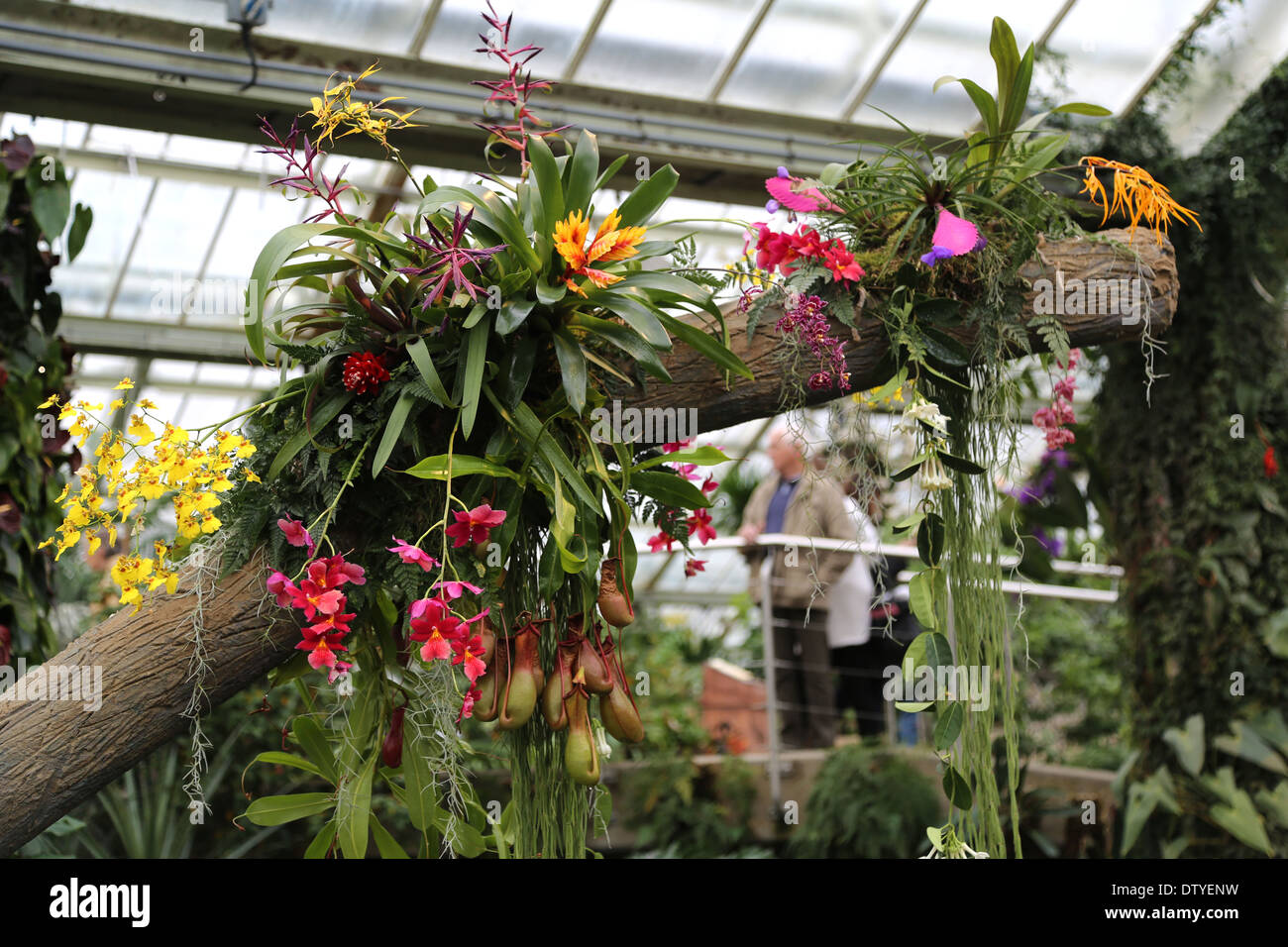 Orchid Show,  in the Princess of Wales Conservatory Kew garden Stock Photo