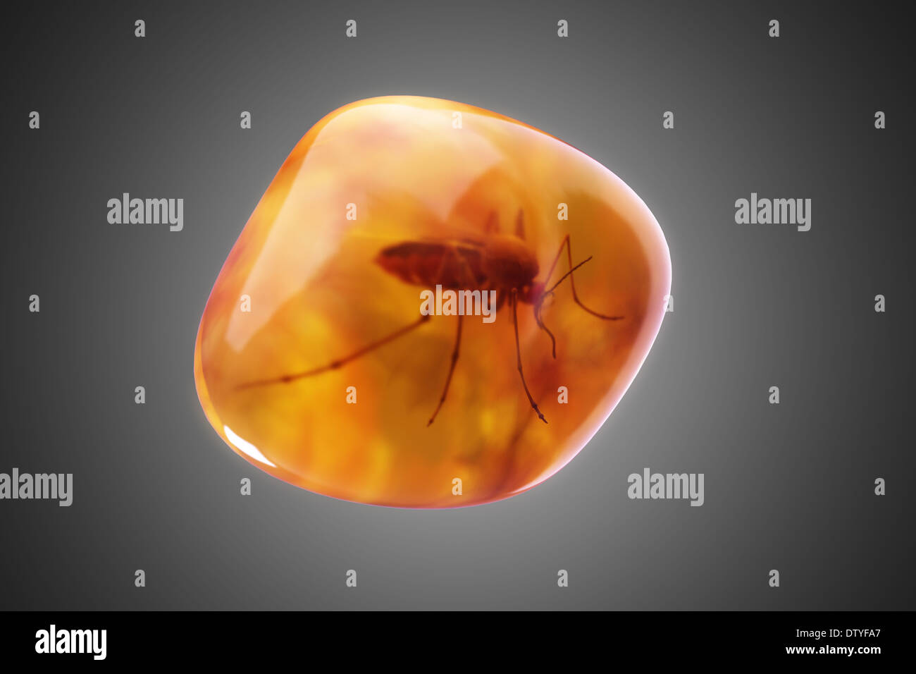 Mosquito in Amber Stock Photo - Alamy