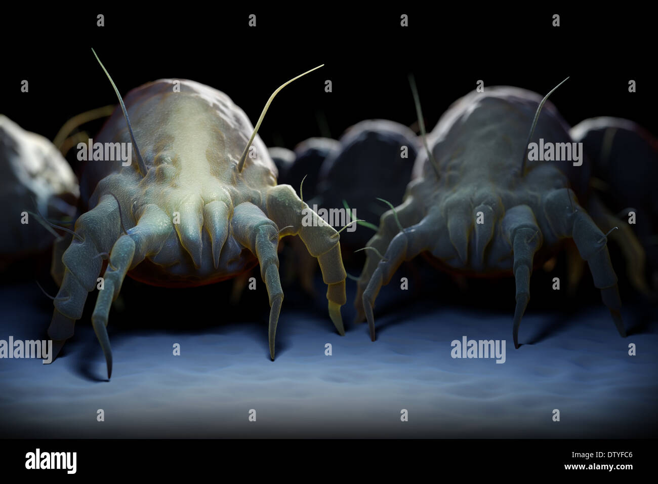 House Dust Mites Stock Photo Alamy