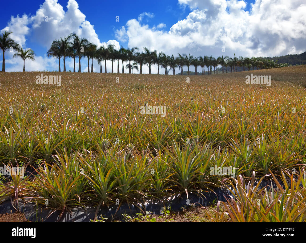 Pineapple plantation africa hires stock photography and images Alamy