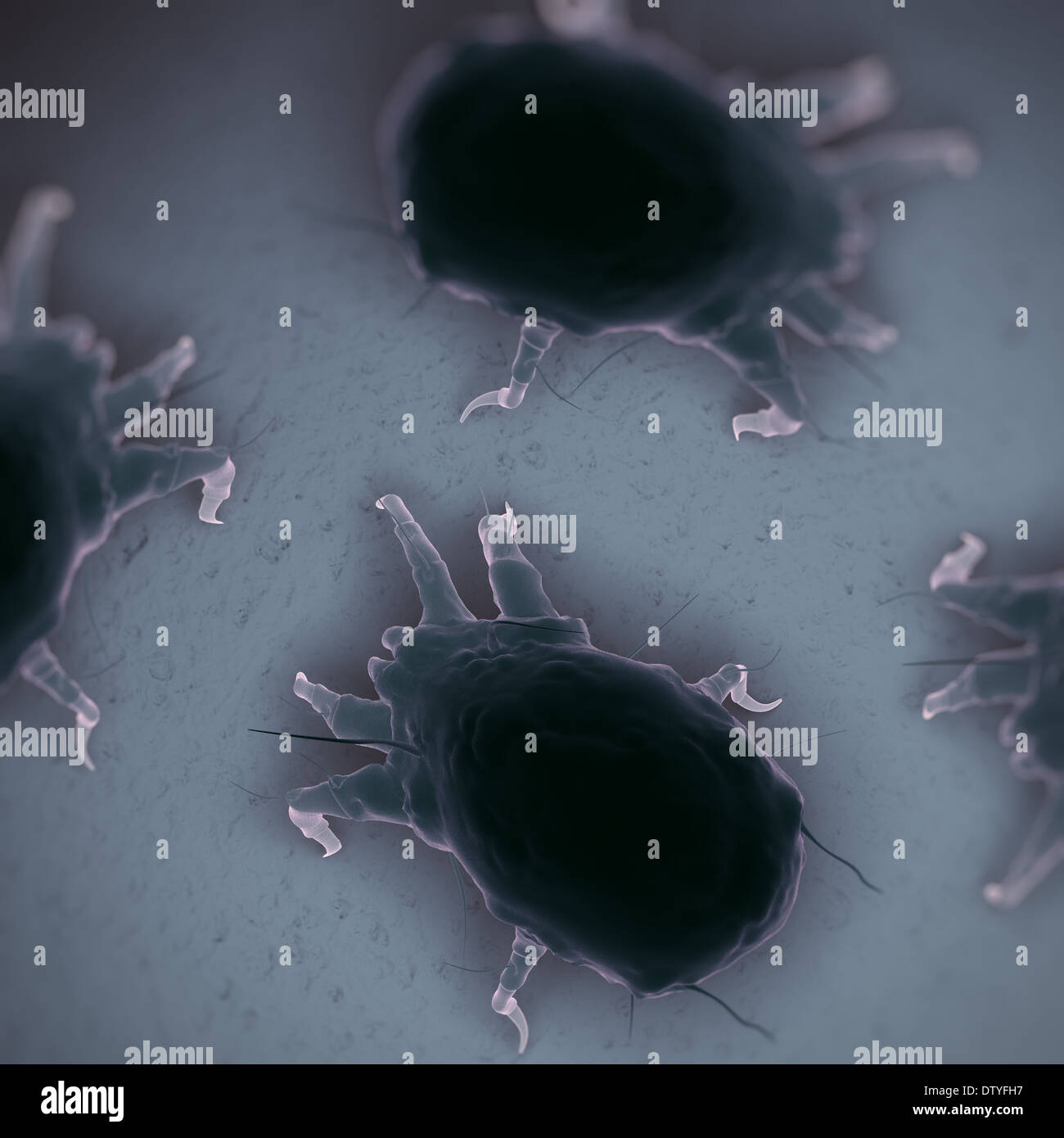 House Dust Mites Stock Photo Alamy