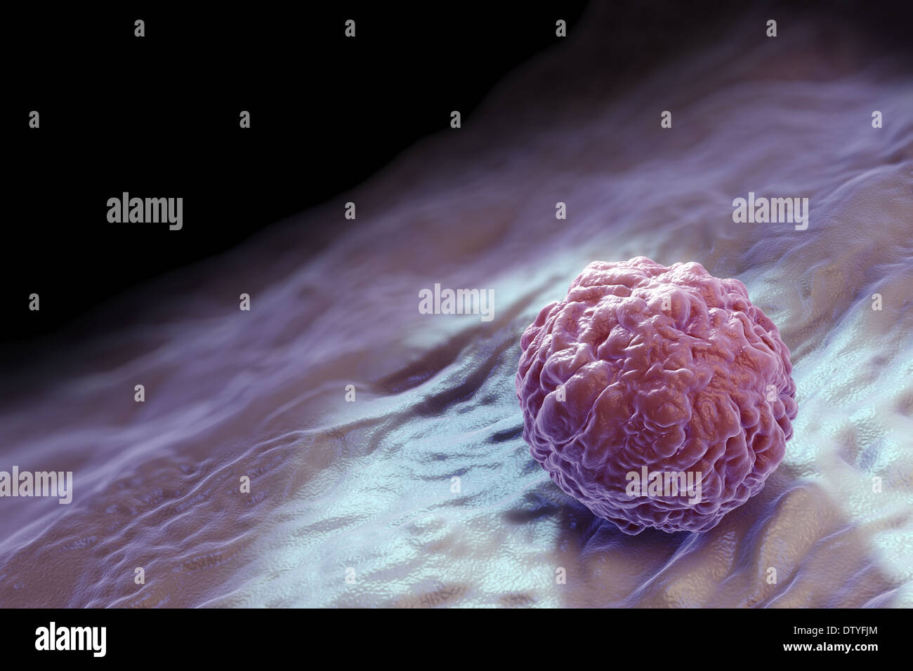 Embryonic stem cells hi-res stock photography and images - Alamy