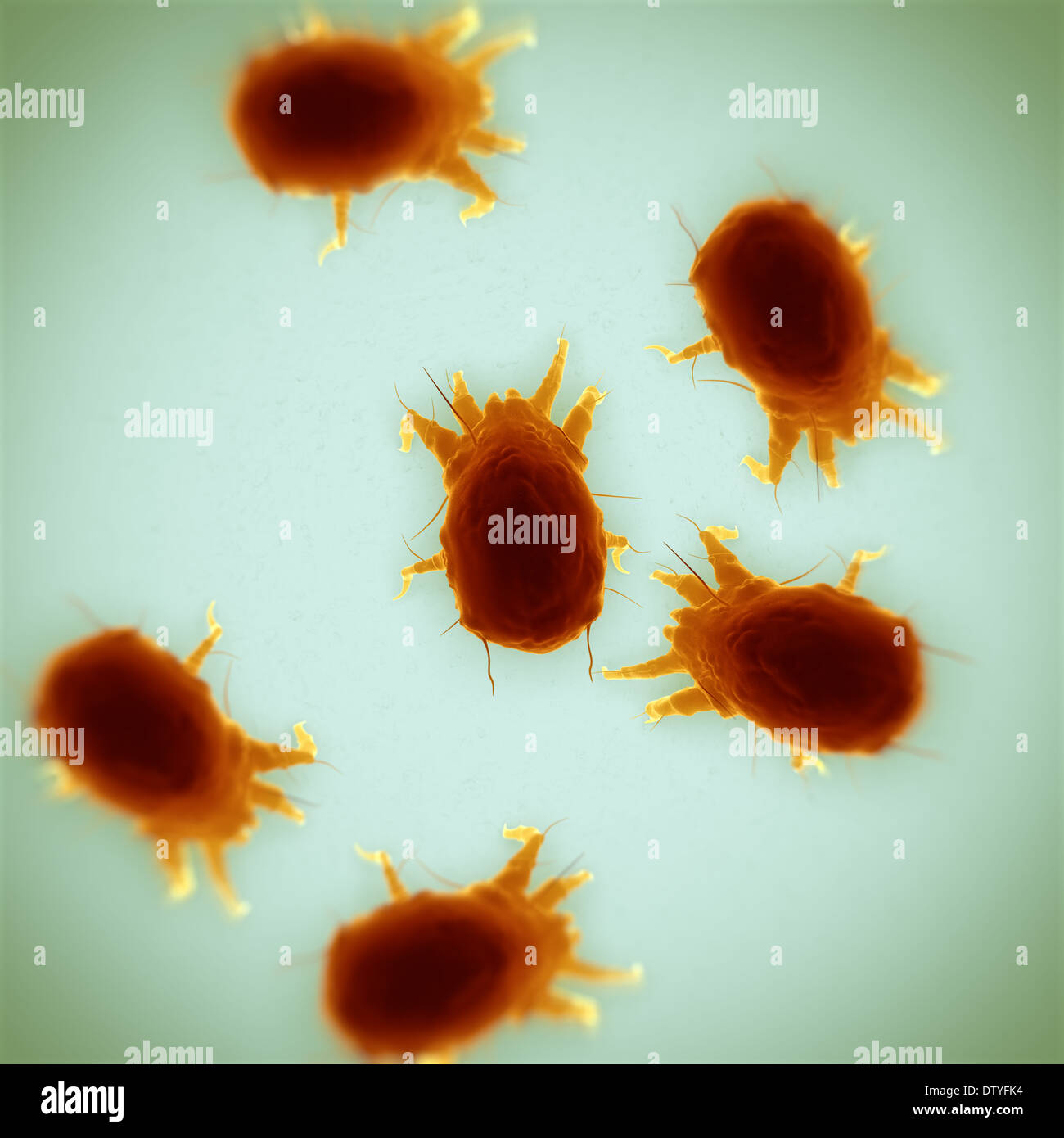 House Dust Mites Stock Photo Alamy